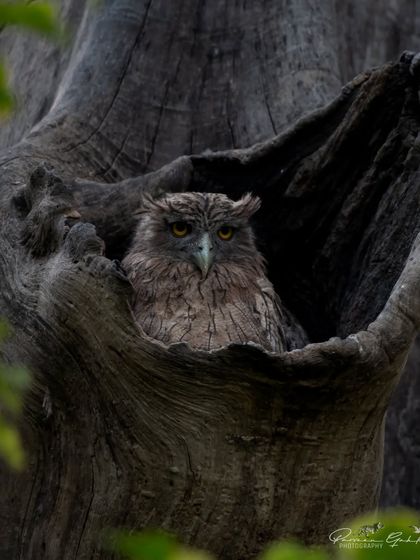 A Brown Fish Owl nestled in the hollow of a tree in Pilibhit Tiger Reserve, a perfect natural frame.