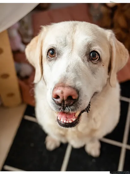 A close-up portrait of Shelby, a 10-year-old Labrador, looking into the camera with wise, loving eyes. Senior sessions are all about capturing this depth of character.