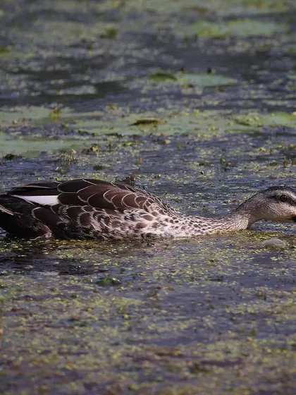 An Indian Spot-billed Duck, easily identified by the yellow tip on its bill and the red spot at the base. This species is found ubiquitously across lakes and wetlands in India.