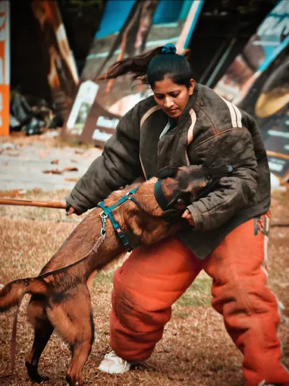 Here I am in my element, suited up as a decoy for a fiery Belgian Malinois named Janet. Being a decoy allows me to guide the dog through real-life scenarios, building their courage and skill in a controlled environment.