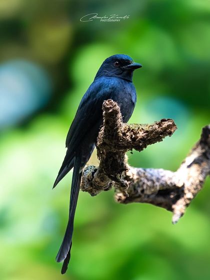 Portraits of the Wild photo 19