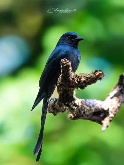An Ashy Drongo, with its characteristic forked tail, perched against a bright green background. Its sleek, dark plumage has a subtle iridescence in the light.