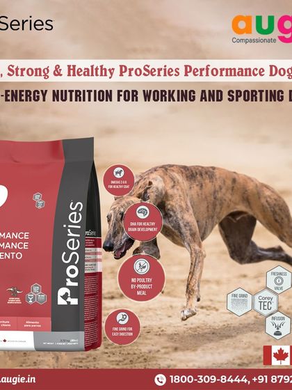 Augie Pets - Pet Supplies Fuel for Happy Hounds: Wholesome Dog Nutrition photo 27