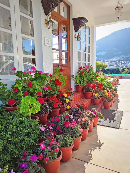 A Showcase of Our Plants photo 7