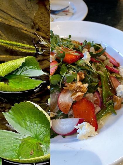 A healthy and vibrant strawberry salad from a cafe, juxtaposed with lily pads in a pond.