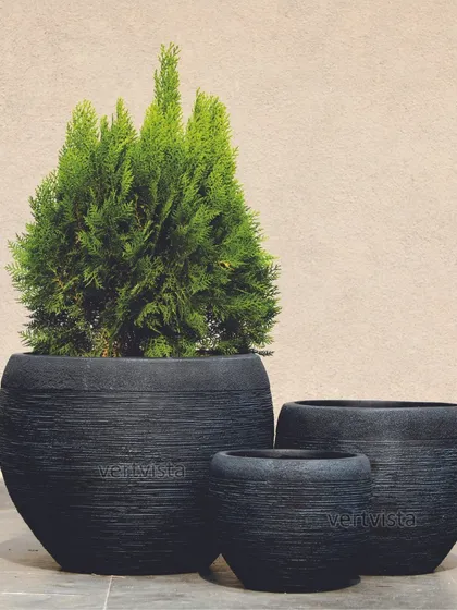 For a bold, contemporary look, our textured FRC planters are available in a striking black finish. This set of rounded pots provides a dramatic contrast for bright green foliage like this Juniper plant, making them a centerpiece for any modern setting.