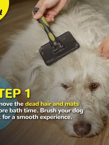 Step 1 of bathing: Remove dead hair and mats before bath time. A good brush-out makes for a smoother experience.