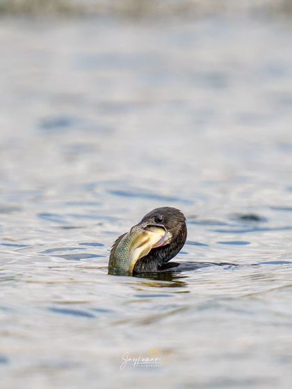 A close-up view of the Little Cormorant grappling with its large meal. The details of the bird and its prey are sharp and clear, perfect for editorial use.