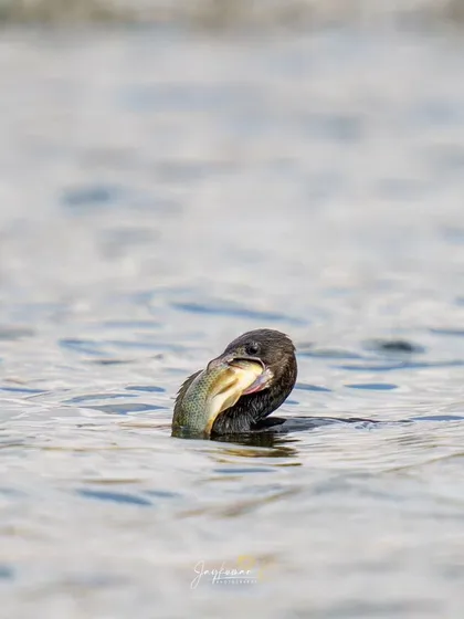 A close-up view of the Little Cormorant grappling with its large meal. The details of the bird and its prey are sharp and clear, perfect for editorial use.