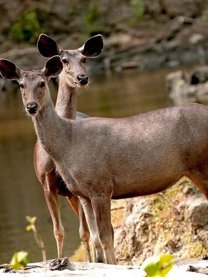 One Sambar deer peeks out from behind the other, as if shyly looking at the camera. These large deer are a common sight near water bodies in the forests of Central India.