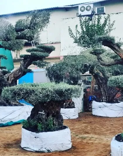 Another view of our collection of ancient olive bonsai trees, showing the variety of shapes and sizes available.