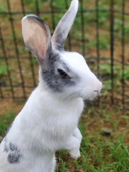 Standing tall to get a better view. She's a very curious little rabbit.