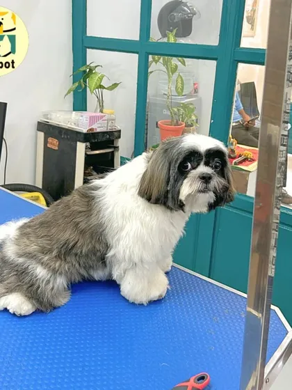 A side profile of Theo, showing off his neat and tidy trim. Our groomers pay attention to every detail, ensuring a balanced and professional-looking haircut.