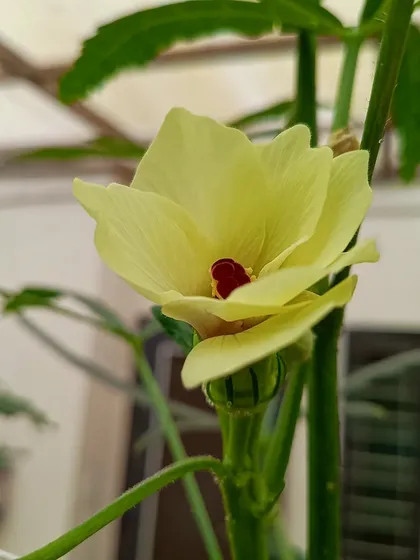The beautiful, delicate flower of an okra plant, a sign of a healthy and productive garden.