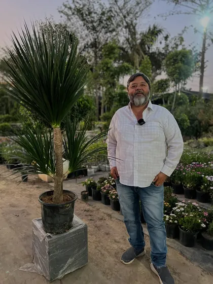 Yeh Dracaena Draco plant hai, jise iske unique look ke liye pasand kiya jaata hai. Yeh aapke ghar ko ek exotic touch dega.