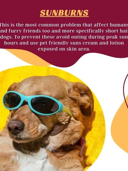 Did you know dogs can get sunburns too? This is especially common for short-haired breeds. I advise using pet-friendly sun cream on exposed skin during peak sun hours.