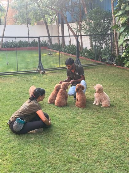 A calm moment during a group training session with our poodle residents.