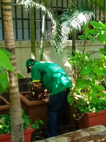 Here, my gardener is tending to the soil and plants in a large outdoor planter. This hands-on care is part of my comprehensive maintenance service for corporate and residential landscapes.