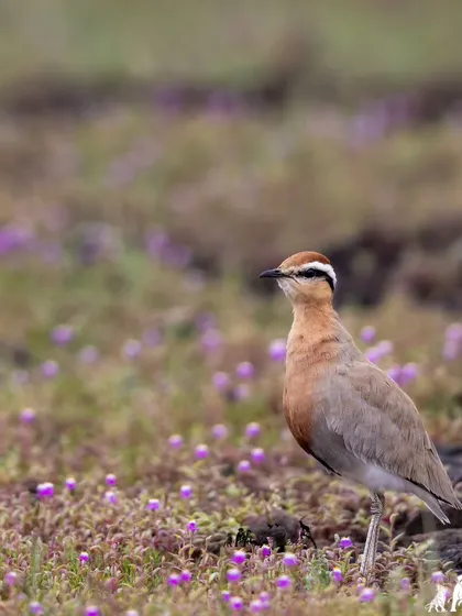 An Indian Courser stands elegantly in a field of purple flowers. These ground birds are found in dry, open semi-desert country.
