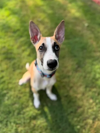 Look at this handsome graduate, Rocket. Graduation day is about celebrating the new, deeper connection guardians form with their dogs through training.