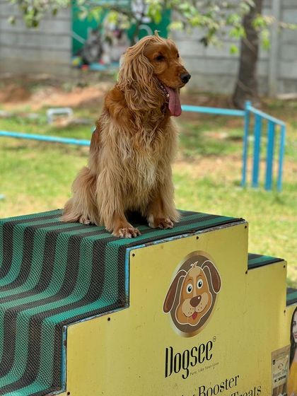 Posto, the champion, on the winner's podium at the dog park.