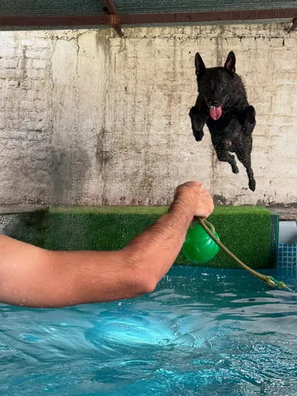 This is what peak conditioning and pure joy look like. Our boy Solan, celebrating his 3rd birthday with a leap into the pool. Our facility isn't just for training; it's a place for dogs to be dogs, build athleticism, and have a great time.