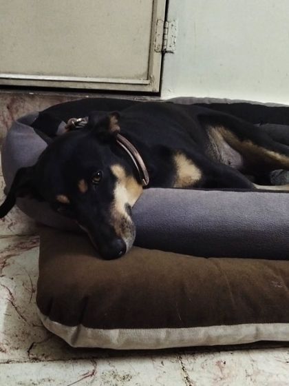 These additional photos showcase the variety of wonderful dogs I have the pleasure of caring for, each with their own unique charm and personality. From playful moments to quiet cuddles, every interaction is special.