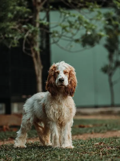 This Cocker Spaniel looks like he's meditating on his next snack. It's wonderful to see dogs so relaxed and at ease during their stay.