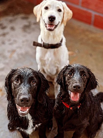 Poulomi Dhar - Dog Training & Behavior Consultation My Pack: Life, Love, and Lessons photo 6