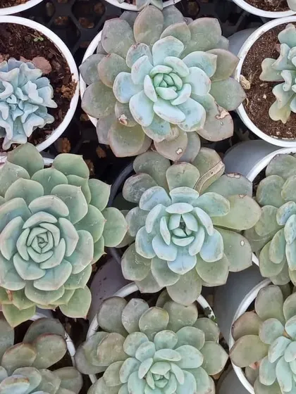This top-down shot highlights the unique textures and forms in my succulent selection, including the wavy leaves of the Echeveria 'Topsy Turvy' on the right. There's always something new to discover.