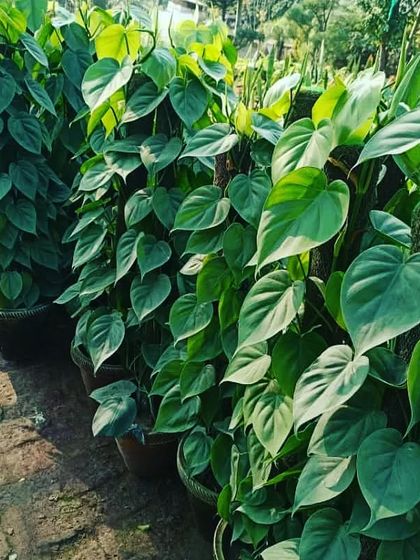 This is the green Oxycardium, another variety of money plant with lovely heart-shaped leaves. It thrives indoors and is perfect for beginners. We have them available on moss sticks for vertical growth.