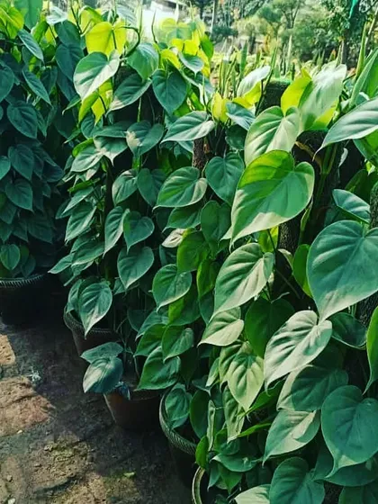 This is the green Oxycardium, another variety of money plant with lovely heart-shaped leaves. It thrives indoors and is perfect for beginners. We have them available on moss sticks for vertical growth.