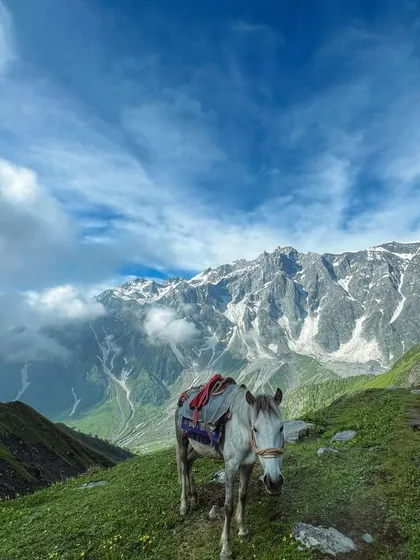 A mountain horse grazes peacefully on the lush meadows of the Beas Kund trail, with snow-capped peaks providing a stunning backdrop.