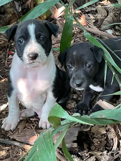 Two black-and-white puppies from the same litter, looking chunky and healthy as they sit amongst the leaves.