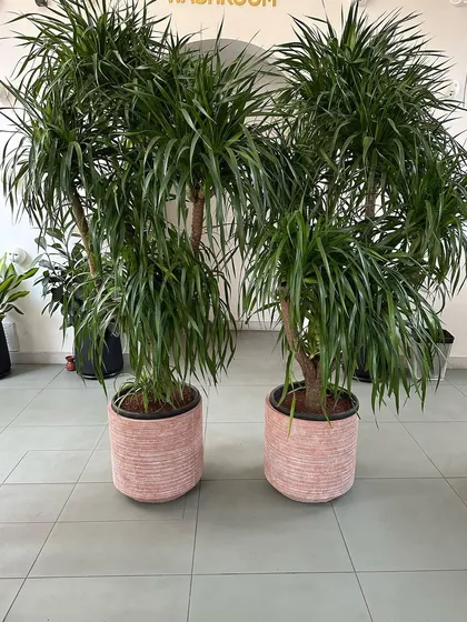 It’s time to upgrade your commercial space. These matching Draceana Draco plants in beautiful pink terracotta planters show how I can help create a unique and cohesive look that is original to your brand.