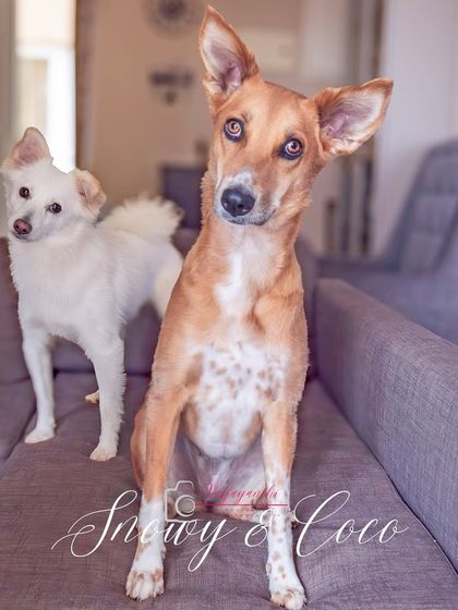 Snowy and Coco, a perfect pair. This at-home shot captures their sibling dynamic and individual personalities beautifully.