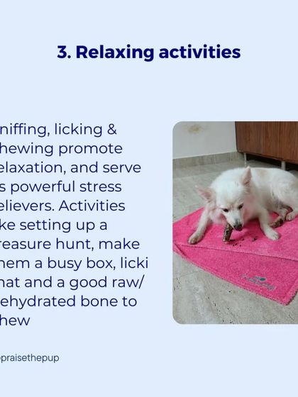 After a stressful event like Diwali, I focus on relaxing activities. Sniffing, licking, and chewing are natural stress relievers for dogs, so I provide things like treasure hunts and chews to help them decompress.