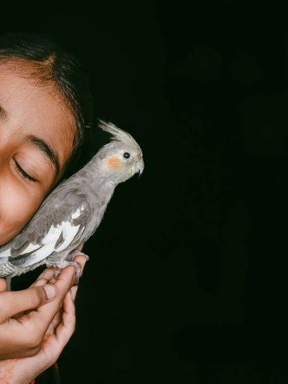 A quiet, tender moment. With her eyes closed, the girl shares a gentle nuzzle with her cockatiel, a beautiful expression of love that needs no words.
