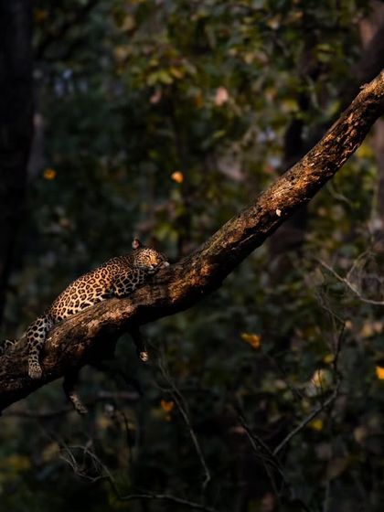 Leopards: The Elusive Ghosts photo 11