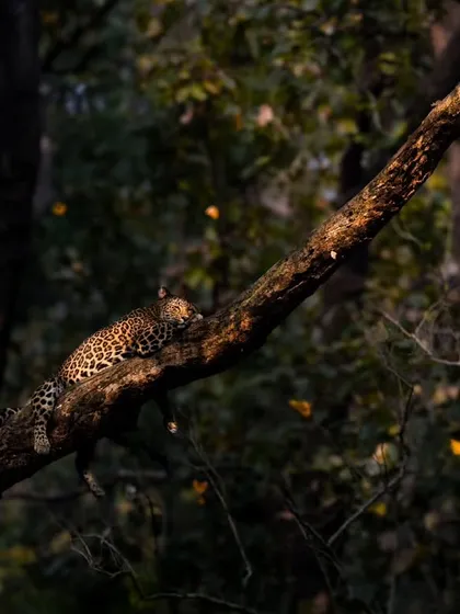 A wider, more atmospheric shot of the leopard on the branch, with falling leaves adding to the magic.
