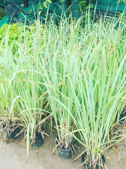 We also stock useful plants like Lemon Grass. You can grow it in a pot on your balcony or kitchen windowsill to have fresh leaves for your tea.