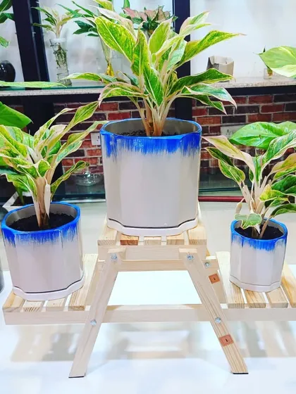 A set of Aglaonema plants in beautiful ceramic pots, displayed on a wooden stand. This is a complete decorative solution we offer for homes and offices.