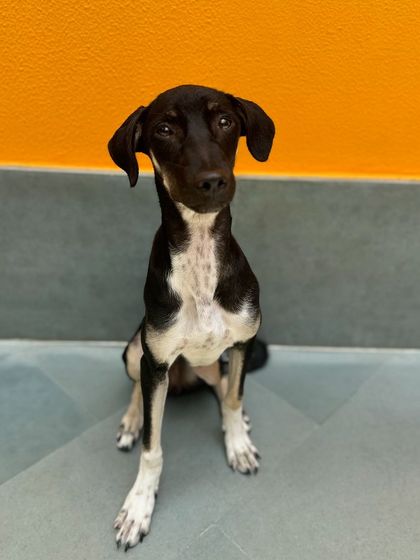 Kishmish practicing her 'sit'. For a puppy with a strong personality, building a foundation of obedience is crucial.