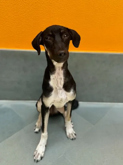 Kishmish practicing her 'sit'. For a puppy with a strong personality, building a foundation of obedience is crucial.