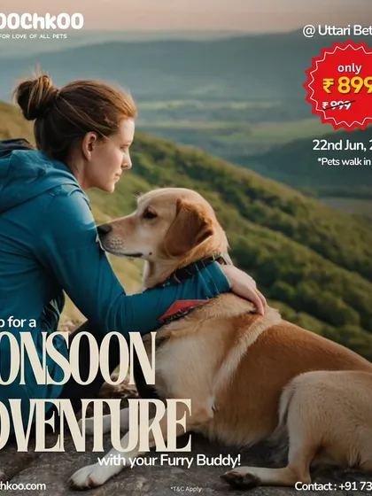 Adventure is out there for you and your best friend. I plan exciting and safe pet-friendly treks, like this monsoon adventure, handling all the details so you can focus on making memories in the great outdoors.