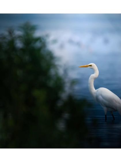 An Intermediate Egret stands in the water, framed by the dark foliage. The composition creates a sense of depth and mystery.