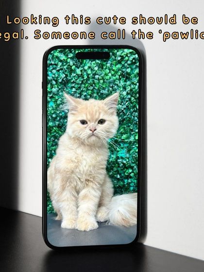 Oh My Dawg - Pet Grooming Services Grooming Glow-Ups: Before & After photo 7