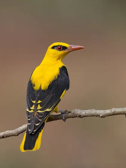 An Indian Golden Oriole, a splash of brilliant yellow against a soft background. Its striking color and red eye make it one of the most beautiful birds of the Indian subcontinent.