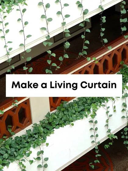 Pothos vines can be trained to create a "living curtain," as seen here cascading down a multi-level interior space. This is a creative way we use plants to add a dynamic, natural design element to architecture.
