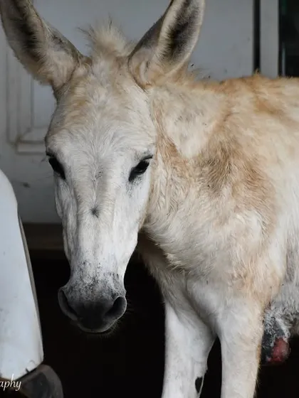 A Halari Donkey at the Probably Paradise shelter. I volunteer my photography skills to help organizations like World For All showcase the beautiful animals in their care, like this gentle soul.